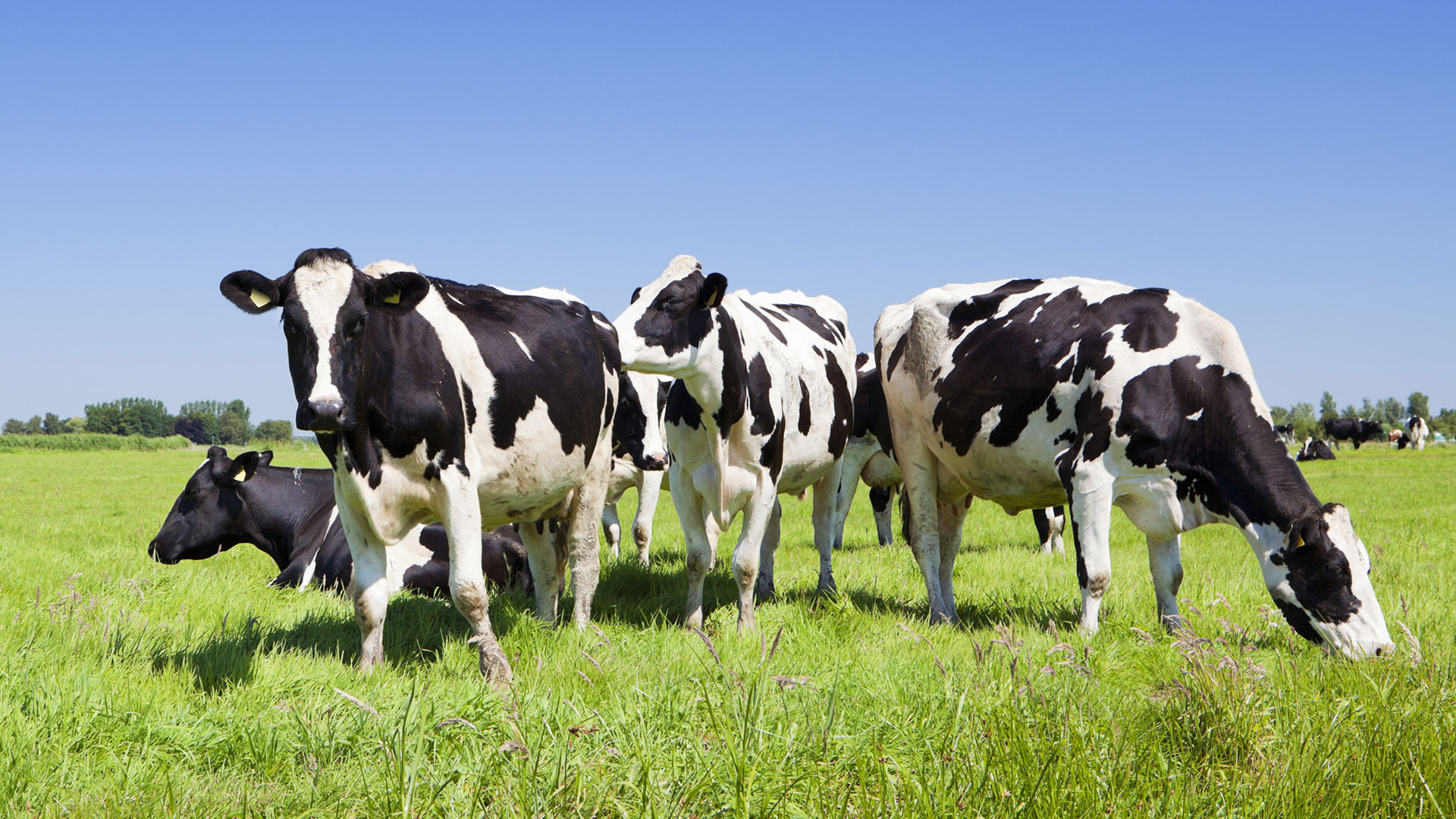 Cows milking system Panazoo: Milk Meter Indicator & heat detection